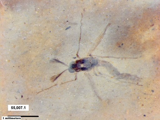 Genus sp