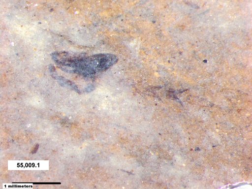 Chaoboridae
