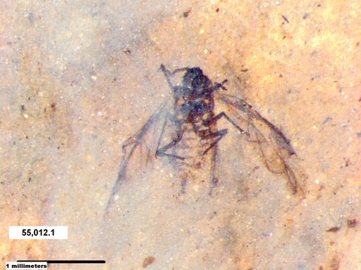 Aphididae