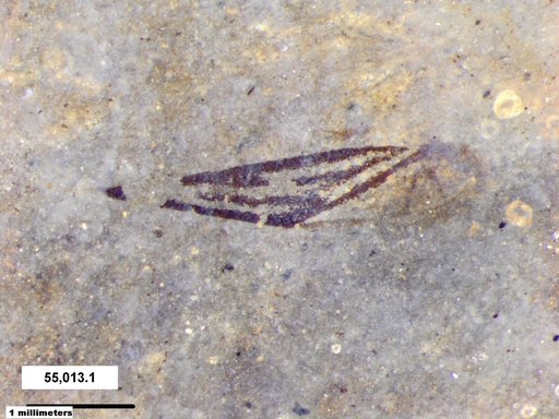 Genus sp