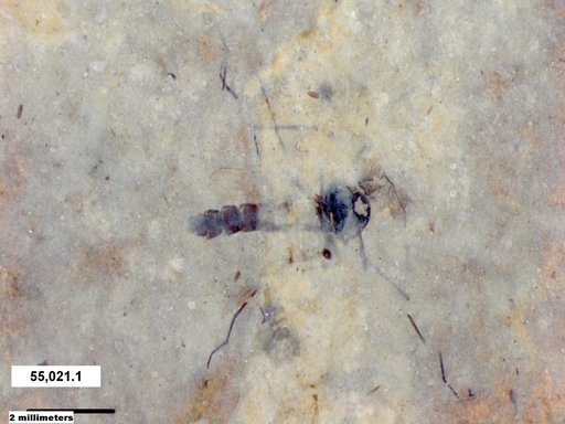 Genus sp
