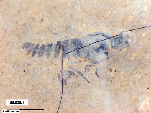 Insecta