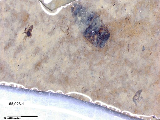 Corixidae