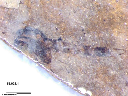 Chaoboridae