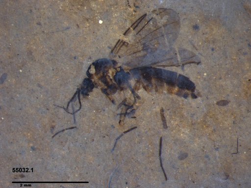 Diptera