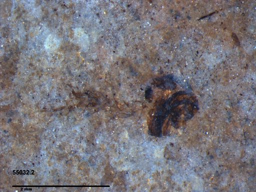 Chaoboridae