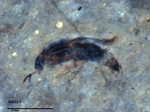 Genus sp