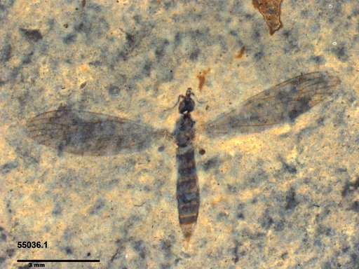 Diptera