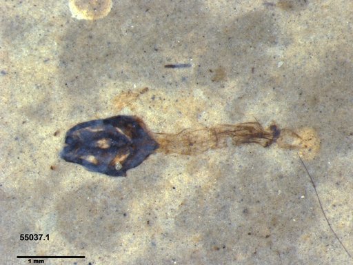 Chaoboridae
