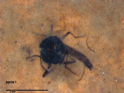 Diptera