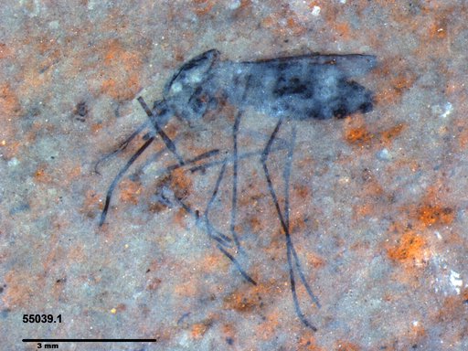 Genus sp