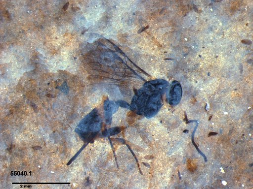 Ichneumonidae