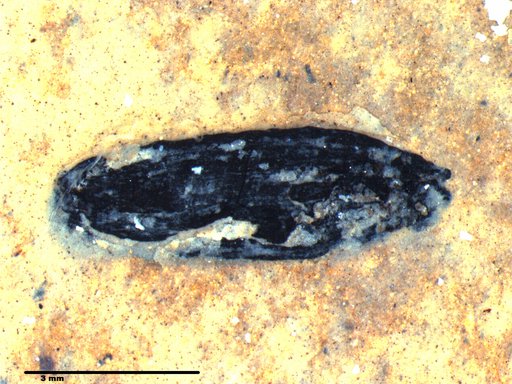 Tracheophyta