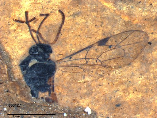 Ichneumonidae