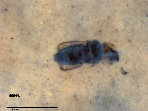 Genus sp