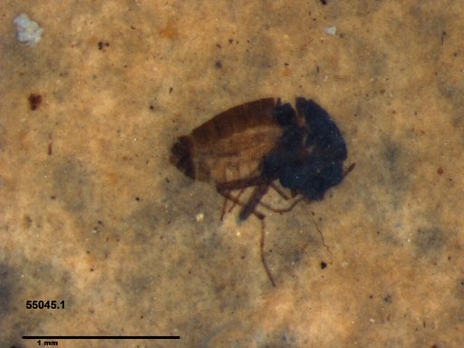 Diptera