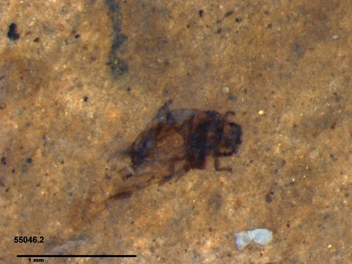 Aphididae