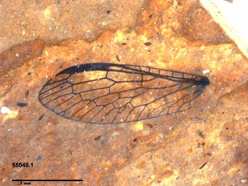 Inocelliidae