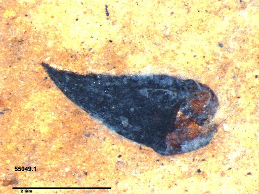 Tracheophyta
