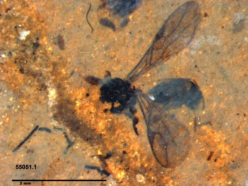 Braconidae