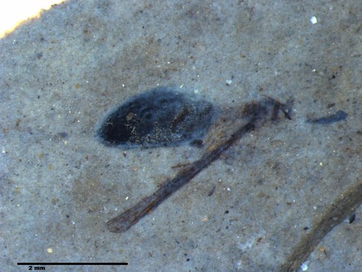 Genus sp