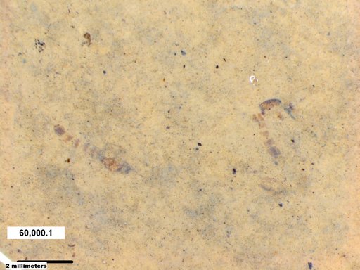 Chaoboridae