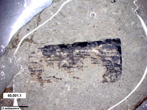 Tracheophyta