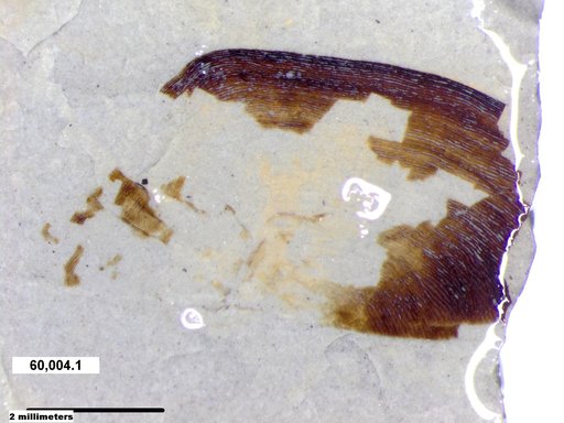 Genus sp