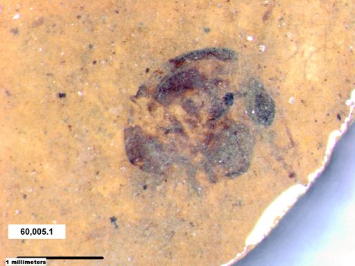 Insecta