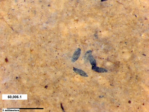 Tracheophyta