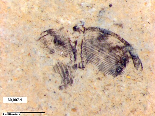 Insecta