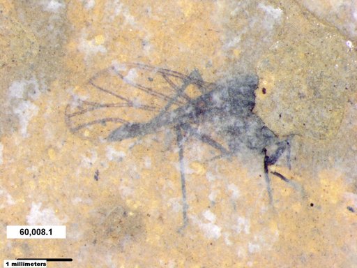 Aphididae