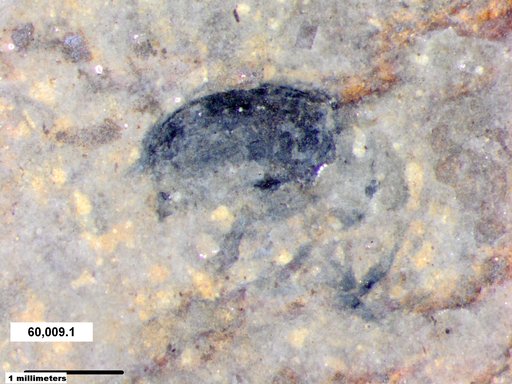 Genus sp