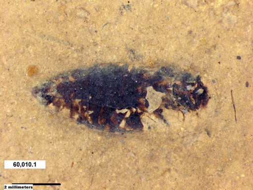 Corixidae