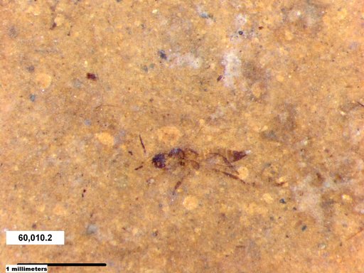 Genus sp