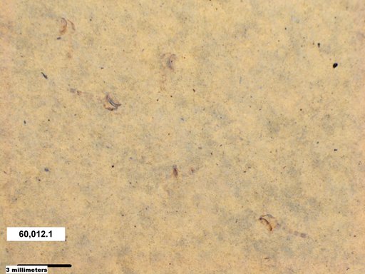 Chaoboridae
