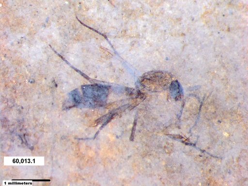 Diptera