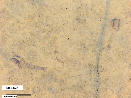 Chaoboridae