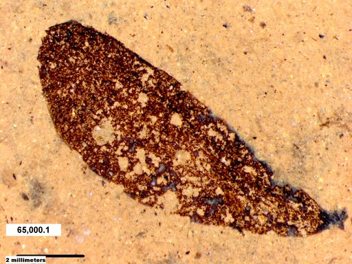 Tracheophyta