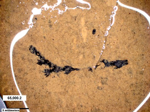 Tracheophyta