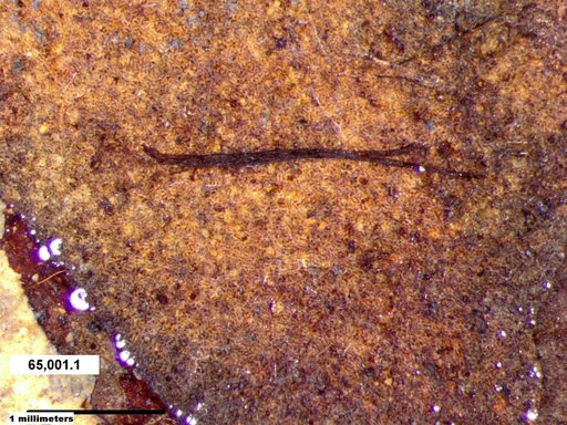 Tracheophyta