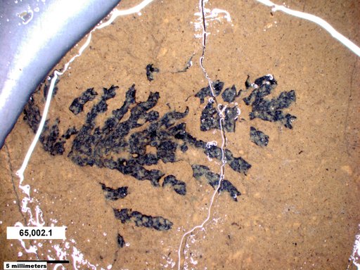 Tracheophyta
