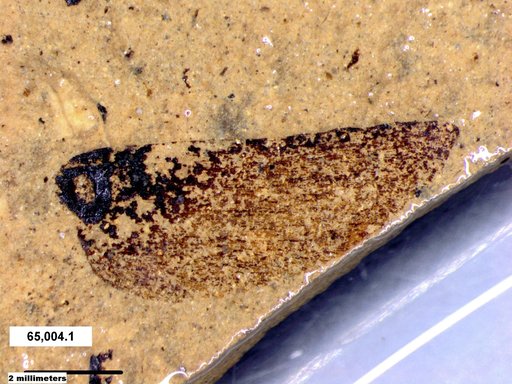 Tracheophyta