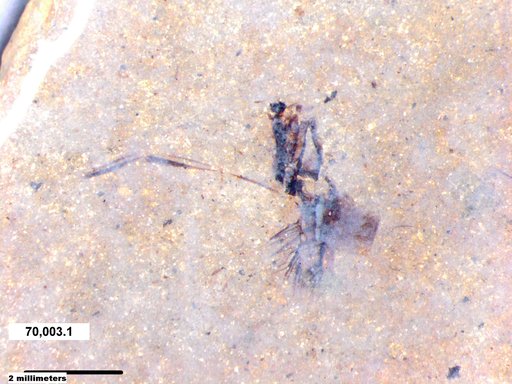 Notonectidae