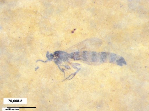 Diptera