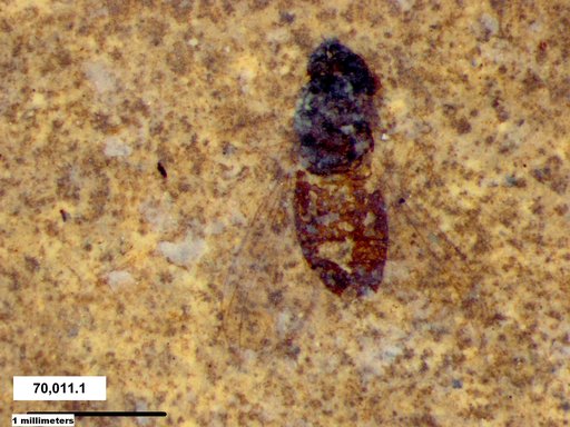 Diptera