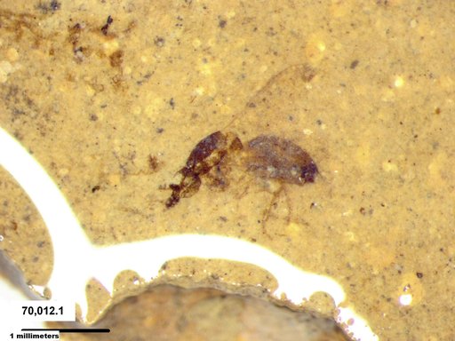 Diptera