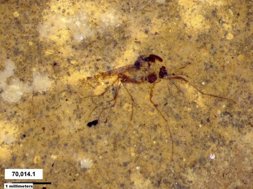 Diptera