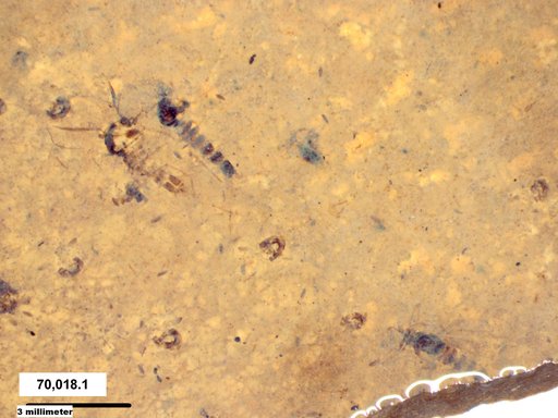 Chaoboridae