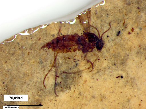 Diptera